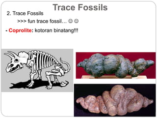 Trace Fossils
2. Trace Fossils
- Coprolite: kotoran binatang!!!
>>> fun trace fossil…  
 