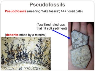 Pseudofossils
Pseudofossils (meaning “fake fossils”) >>> fossil palsu
(dendrite made by a mineral)
(fossilized raindrops
that hit soft sediment)
 