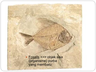  Fossils >>> objek sisa
(organisme) purba
yang membatu
 