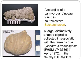 A coprolite of a
carnivorous dinosaur
found in
southwestern
Saskatchewan.
A large, distinctively
shaped coprolite
collected in association
with the remains of a
Tylosaurus kansasensis
(FHSM VP-3366) in
April, 1972, in the
Smoky Hill Chalk of
 