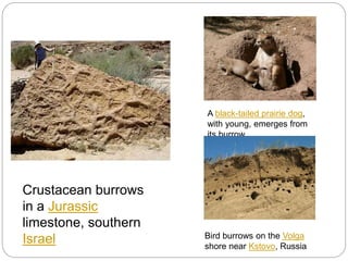 Crustacean burrows
in a Jurassic
limestone, southern
Israel
A black-tailed prairie dog,
with young, emerges from
its burrow
Bird burrows on the Volga
shore near Kstovo, Russia
 