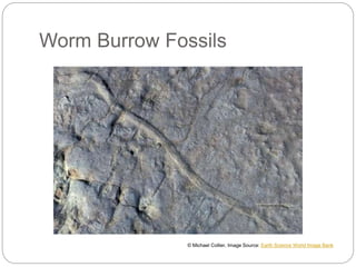 Worm Burrow Fossils
© Michael Collier, Image Source: Earth Science World Image Bank
 