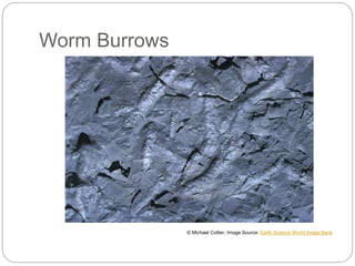 Worm Burrows
© Michael Collier, Image Source: Earth Science World Image Bank
 