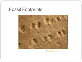 Fossil Footprints
© National Park Service
 
