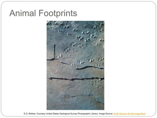 Animal Footprints
E.D. McKee, Courtesy United States Geological Survey Photographic Library, Image Source: Earth Science World Image Bank
 