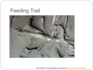 Feeding Trail
© Bruce Molnia, Terra Photographics, Image Source: Earth Science World Image Bank
 