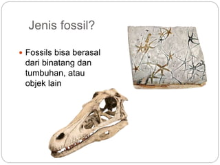 Jenis fossil?
 Fossils bisa berasal
dari binatang dan
tumbuhan, atau
objek lain
 
