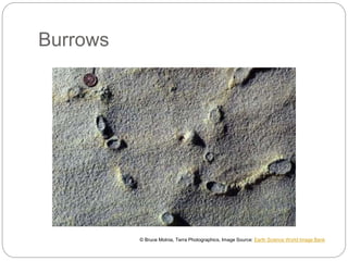 Burrows
© Bruce Molnia, Terra Photographics, Image Source: Earth Science World Image Bank
 