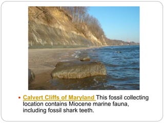  Calvert Cliffs of Maryland This fossil collecting
location contains Miocene marine fauna,
including fossil shark teeth.
 