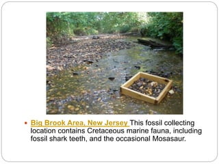 Big Brook Area, New Jersey This fossil collecting
location contains Cretaceous marine fauna, including
fossil shark teeth, and the occasional Mosasaur.
 