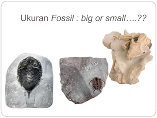 Ukuran Fossil : big or small….??
 