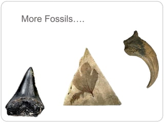 More Fossils….
 