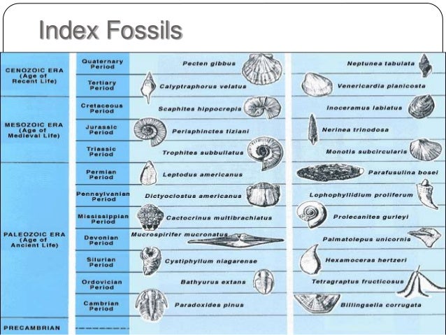 Paleontologi 2: Fossil, Evolusi & Waktu Geologi