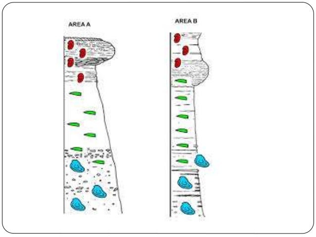 Paleontologi 2: Fossil, Evolusi & Waktu Geologi