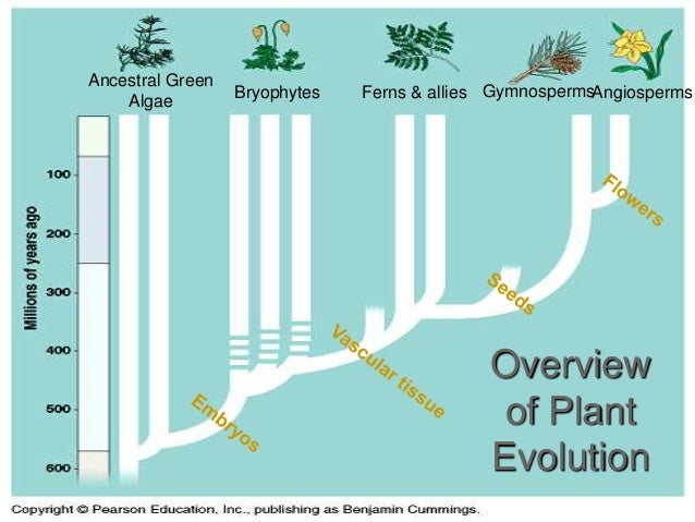 Paleontologi 2: Fossil, Evolusi & Waktu Geologi