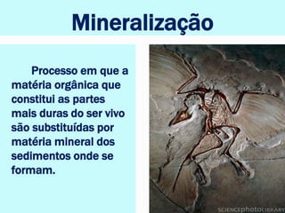 Mineralização
Processo em que a
matéria orgânica que
constitui as partes
mais duras do ser vivo
são substituídas por
matéria mineral dos
sedimentos onde se
formam.
 