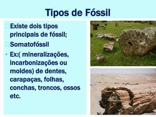 Tipos de Fóssil
Existe dois tipos
principais de fóssil;
Somatofóssil
• Ex:( mineralizações,
incarbonizações ou
moldes) de dentes,
carapaças, folhas,
conchas, troncos, ossos
etc.
 