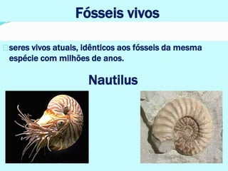 Fósseis vivos
seres vivos atuais, idênticos aos fósseis da mesma
espécie com milhões de anos.
Nautilus
 