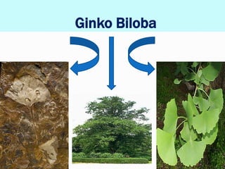 Ginko Biloba
 