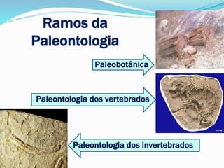 Ramos da
Paleontologia
Paleobotânica
Paleontologia dos vertebrados
Paleontologia dos invertebrados
 