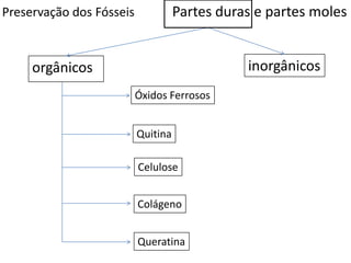 Preservação dos Fósseis
orgânicos
Partes duras e partes moles
inorgânicos
Óxidos Ferrosos
Quitina
Celulose
Colágeno
Queratina
 