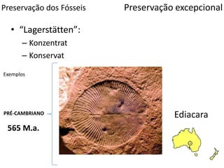 Preservação dos Fósseis
• “Lagerstätten”:
– Konzentrat
– Konservat
Preservação excepcional
Exemplos
PRÉ-CAMBRIANO Ediacara
565 M.a.
 