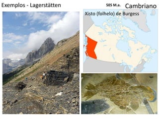 Exemplos - Lagerstätten Cambriano
Xisto (folhelo) de Burgess
505 M.a.
 