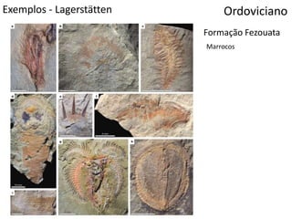 Exemplos - Lagerstätten Ordoviciano
Formação Fezouata
Marrocos
 