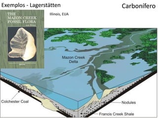 Exemplos - Lagerstätten Carbonífero
Illinois, EUA
 
