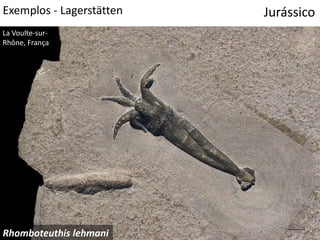 Exemplos - Lagerstätten Jurássico
La Voulte-sur-
Rhône, França
Rhomboteuthis lehmani
 