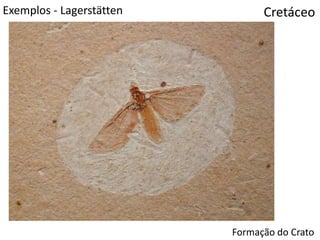 Exemplos - Lagerstätten Cretáceo
Formação do Crato
 