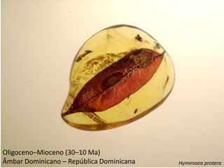 Oligoceno–Mioceno (30–10 Ma)
Âmbar Dominicano – República Dominicana Hymenaea protera
 