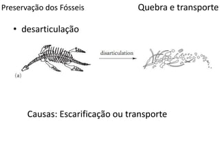 Preservação dos Fósseis
• desarticulação
Quebra e transporte
Causas: Escarificação ou transporte
 