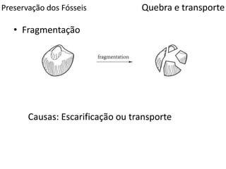 Preservação dos Fósseis
• Fragmentação
Quebra e transporte
Causas: Escarificação ou transporte
 