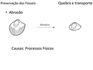 Preservação dos Fósseis
• Abrasão
Quebra e transporte
Causas: Processos Físicos
 