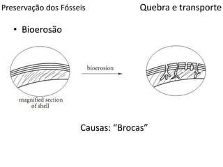 Preservação dos Fósseis
• Bioerosão
Quebra e transporte
Causas: “Brocas”
 