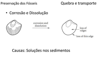 Preservação dos Fósseis
• Corrosão e Dissolução
Quebra e transporte
Causas: Soluções nos sedimentos
 