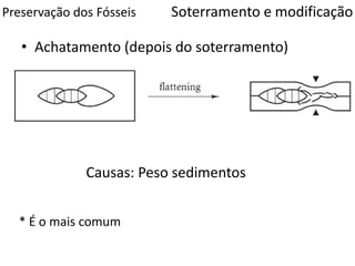 Preservação dos Fósseis
• Achatamento (depois do soterramento)
Causas: Peso sedimentos
Soterramento e modificação
* É o mais comum
 
