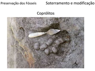 Preservação dos Fósseis
Coprólitos
Soterramento e modificação
 