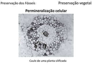 Preservação dos Fósseis
Permineralização celular
Preservação vegetal
Caule de uma planta silificada
 