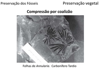 Preservação dos Fósseis
Compressão por coalizão
Preservação vegetal
Folhas de Annularia. Carbonífero Tardio
 