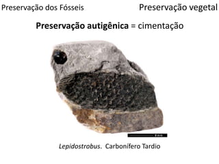 Preservação dos Fósseis
Preservação autigênica = cimentação
Preservação vegetal
Lepidostrobus. Carbonífero Tardio
 