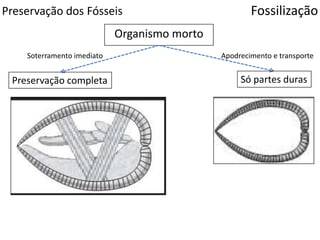Preservação dos Fósseis Fossilização
Organismo morto
Só partes durasPreservação completa
Apodrecimento e transporteSoterramento imediato
 