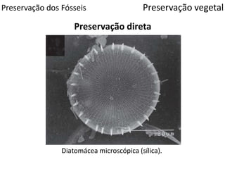 Preservação dos Fósseis
Preservação direta
Preservação vegetal
Diatomácea microscópica (sílica).
 