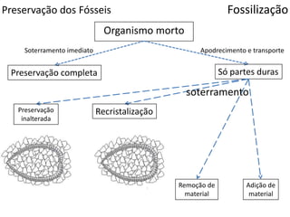 Preservação dos Fósseis Fossilização
Organismo morto
Só partes durasPreservação completa
Apodrecimento e transporteSoterramento imediato
Preservação
inalterada
Recristalização
Remoção de
material
Adição de
material
soterramento
 