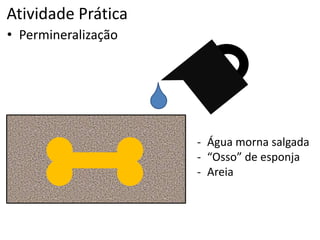 Atividade Prática
• Permineralização
- Água morna salgada
- “Osso” de esponja
- Areia
 
