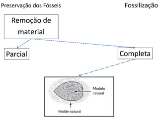 Preservação dos Fósseis Fossilização
Remoção de
material
CompletaParcial
Modelo
natural
Molde natural
 