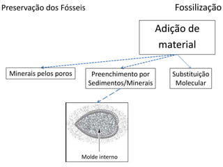 Preservação dos Fósseis Fossilização
Adição de
material
Preenchimento por
Sedimentos/Minerais
Minerais pelos poros Substituição
Molecular
Molde interno
 