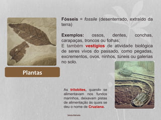 Plantas
Fósseis = fossile (desenterrado, extraído da
terra)
Exemplos: ossos, dentes, conchas,
carapaças, troncos ou folhas;
E também vestígios de atividade biológica
de seres vivos do passado, como pegadas,
excrementos, ovos, ninhos, túneis ou galerias
no solo.
As trilobites, quando se
alimentavam nos fundos
marinhos, deixavam pistas
de alimentação às quais se
deu o nome de Cruziana.
Sónia Bártolo
 