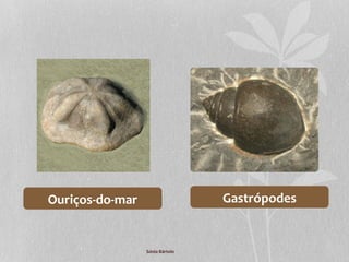 Ouriços-do-mar Gastrópodes
Sónia Bártolo
 